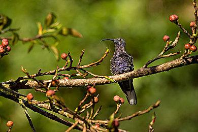 《小偷模拟器2》开发视频 乘车逃跑取赃物越狱等